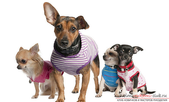 Warme Kleidung für kleine Hunde mit Mustern für Anfänger. Foto №5