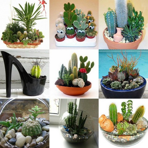 Cacti are unpretentious in care and perfectly decorate an interior