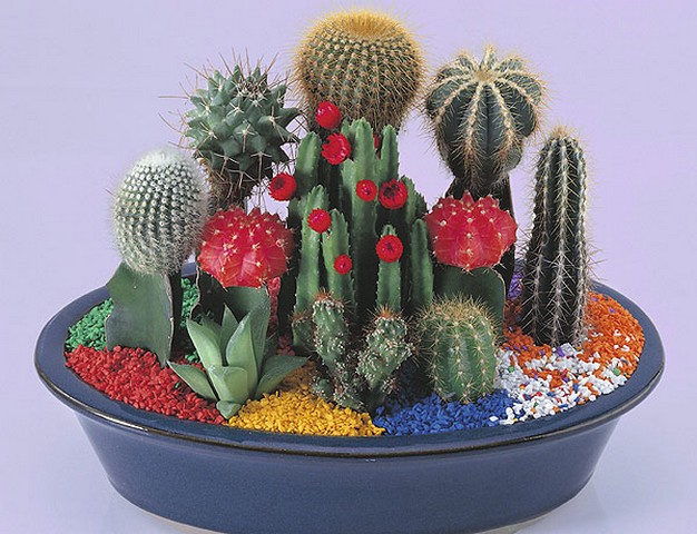 When choosing cacti, slow-growing species should be preferred.