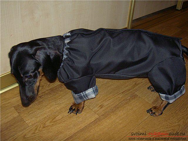 Comfortable overalls for dachshunds with a pattern and description. Photo №5
