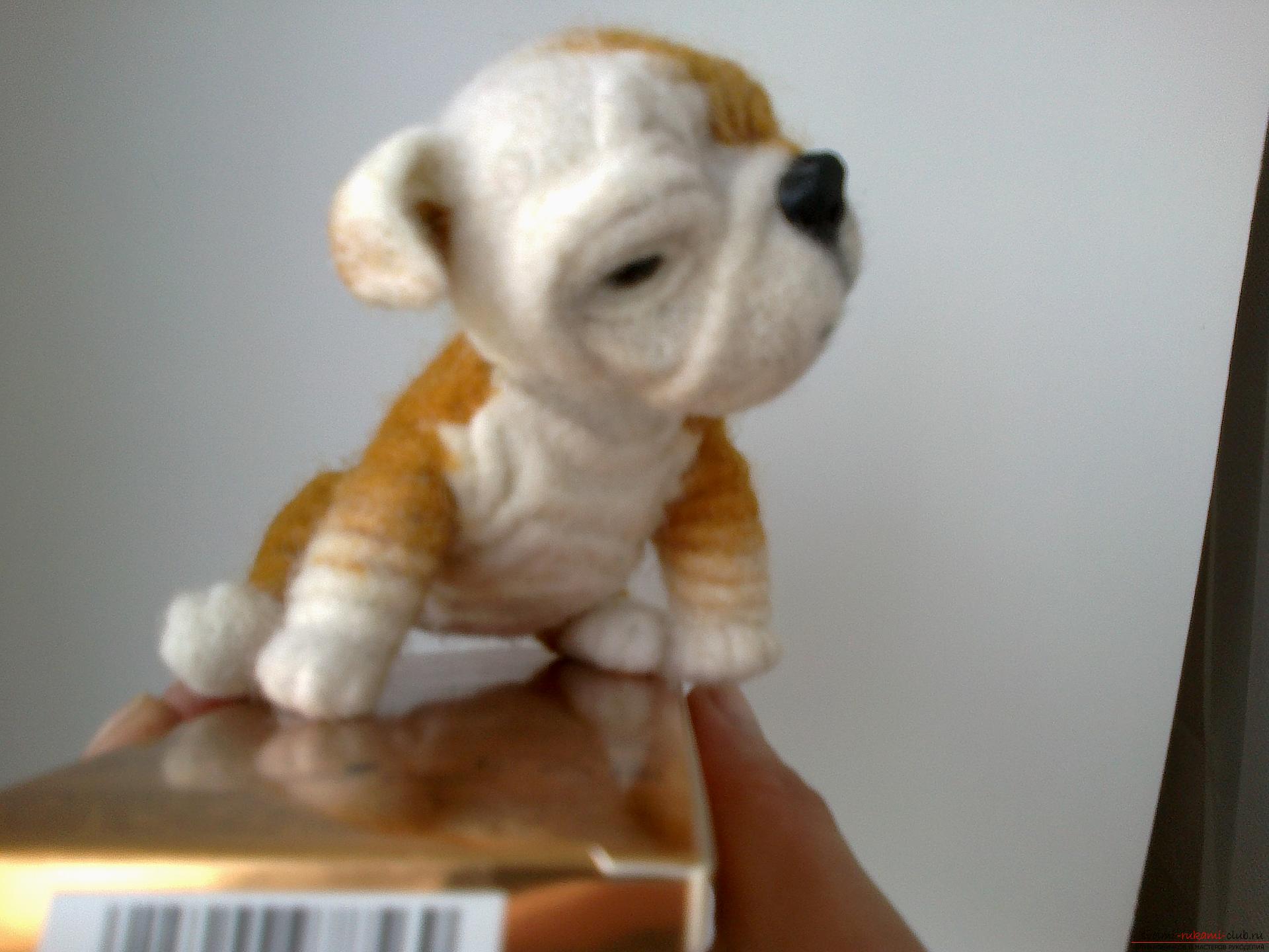 Master class on felting English Bulldog toys made of wool as a gift. Photo №7