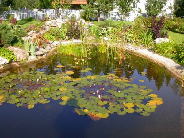 ornamental pond on the site