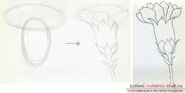 Step-by-step drawing of a carnation with a pencil. Photo №1