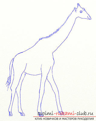 Stap voor stap de giraf in potlood tekenen. Foto №5