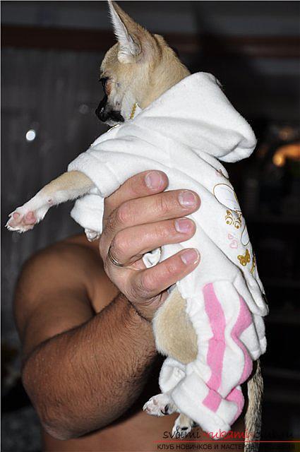 Patterns of clothing for the Chihuahua with their own hands with a description. Photo №4