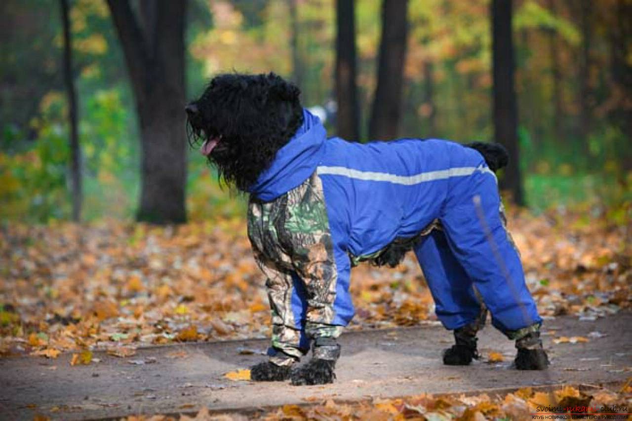 a pattern of a warm waterproof overall for a dog. Photo №5