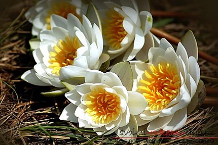How to make a beautiful water lily from plastic spoons with your own hands. Photo №1