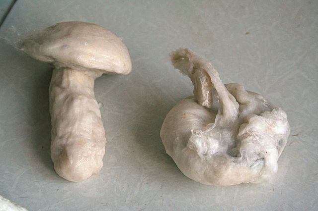 Formation of a foot of a fungus from cotton wool