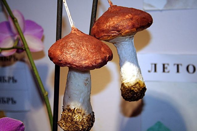 Ready-made fungus for decoration