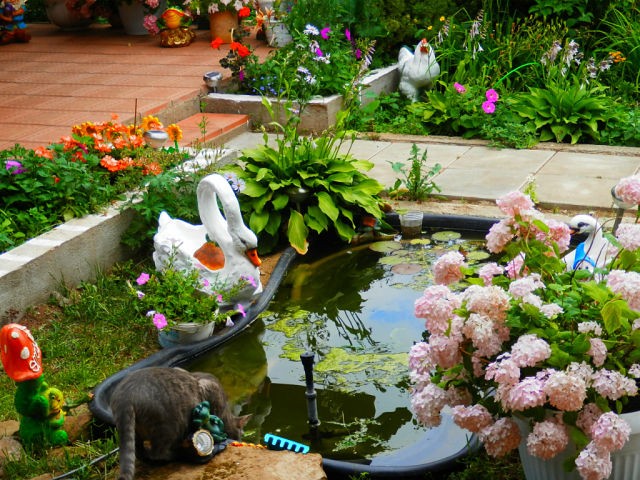 We decorate the pond in the garden photo