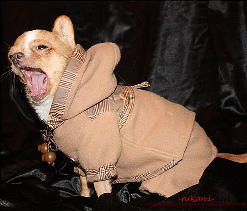 Clothes for dogs of breed chihuahua, sewn by hand. Photos and ideas of fashion models .. Photo # 2