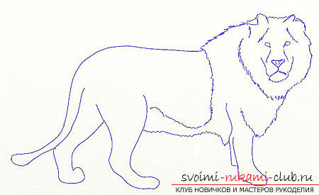 Drawing in several stages of the lion. Photo №4