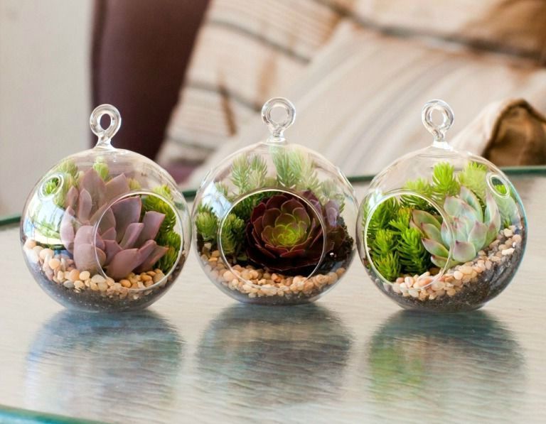 florarium with own hands with succulents