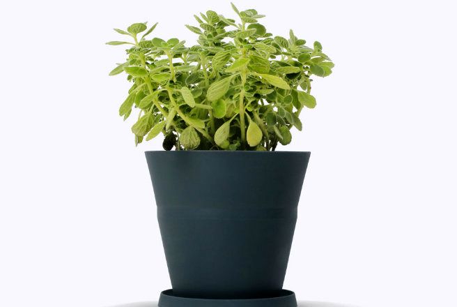 pots that grow with plants