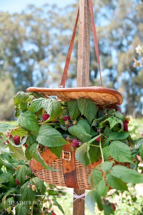 pots of wicker