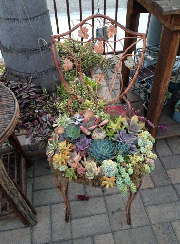 bed of stool with succulents