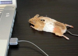 Počítačová myš.