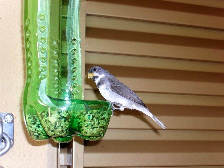 Bird feeder from a plastic bottle