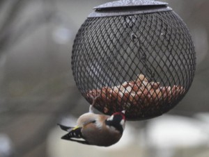 Mesh feeder for birds.