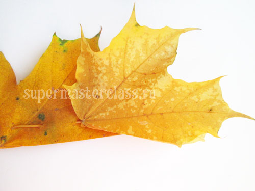 Maple Leaf Crown