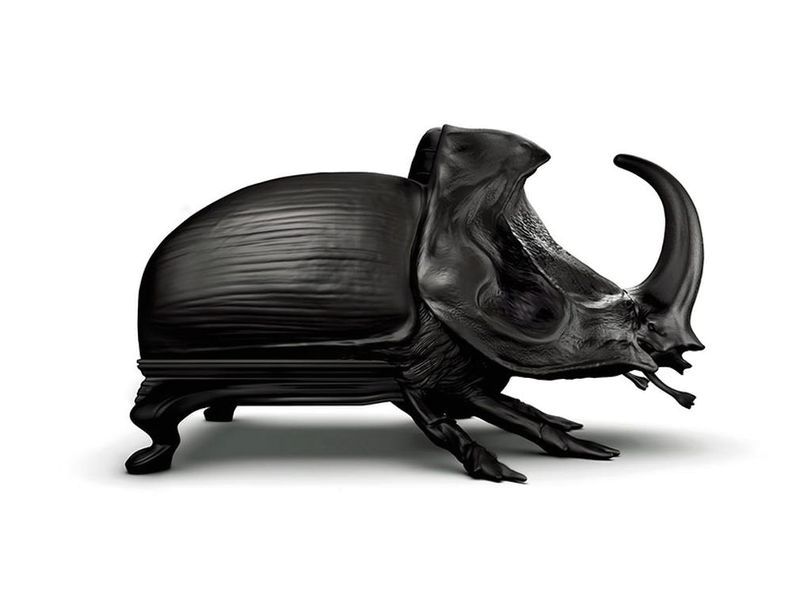 armchair rhinoceros beetle