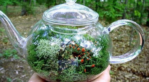 Miniature Garden - Florarium in a Kettle