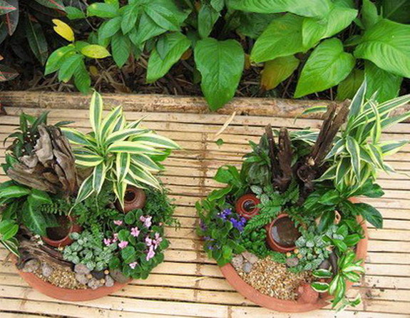 Mini Gardens in Pots