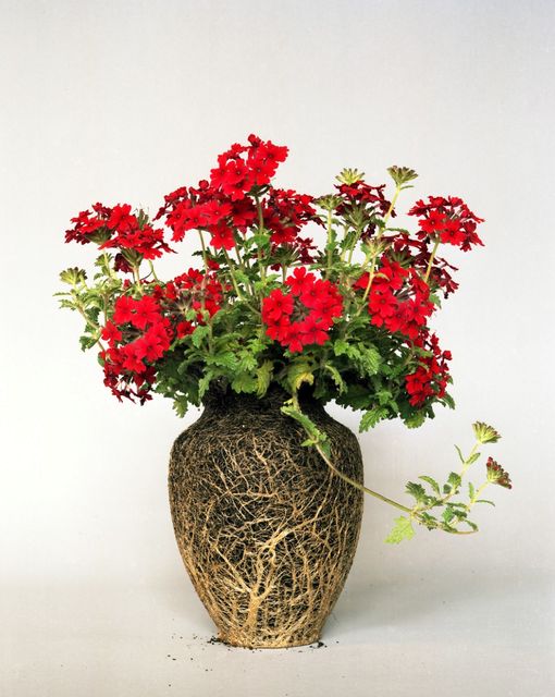 Original house plants without a vase