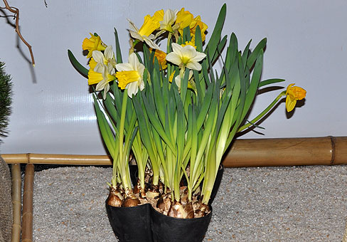 The daffodils grown for Easter are truly magnificent!