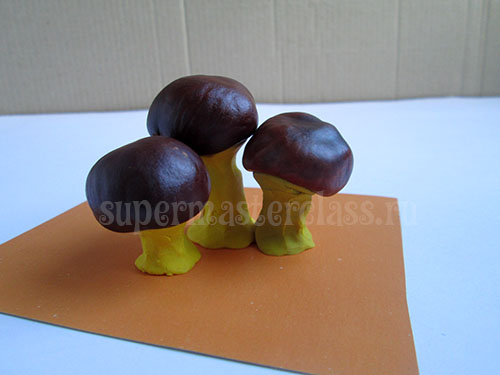 On the cardboard we install several chestnut mushrooms