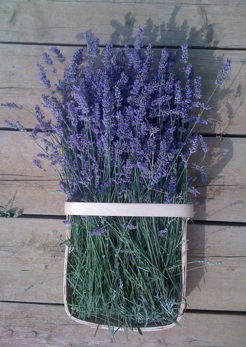 The wall-mounted composition of lavender flowers for decoration looks like a living
