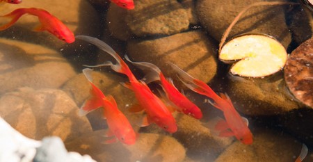 Живі рибки в садовому ставку фото