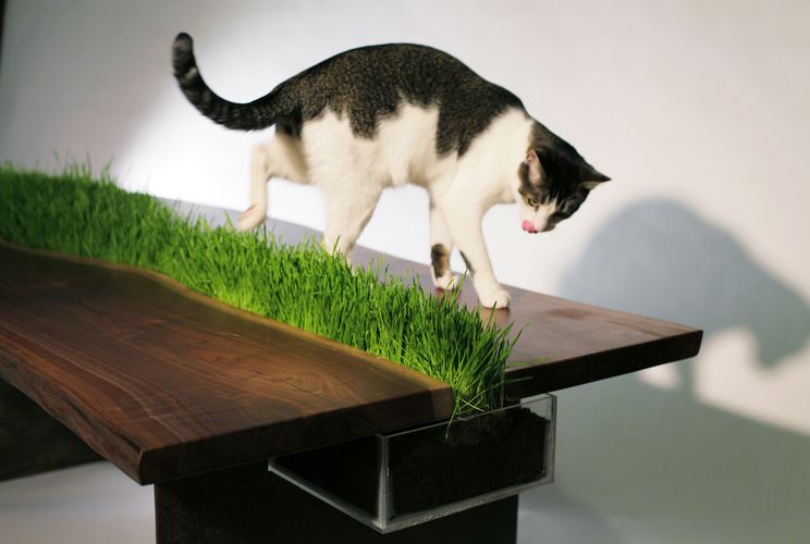 A table with a container in which grass grows