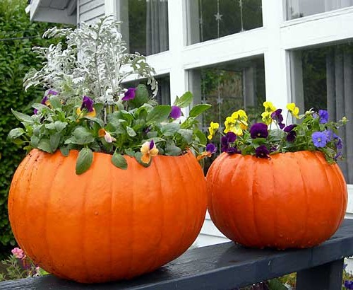 Flower pots and flowerpots from pumpkin for a decor of a summer residence