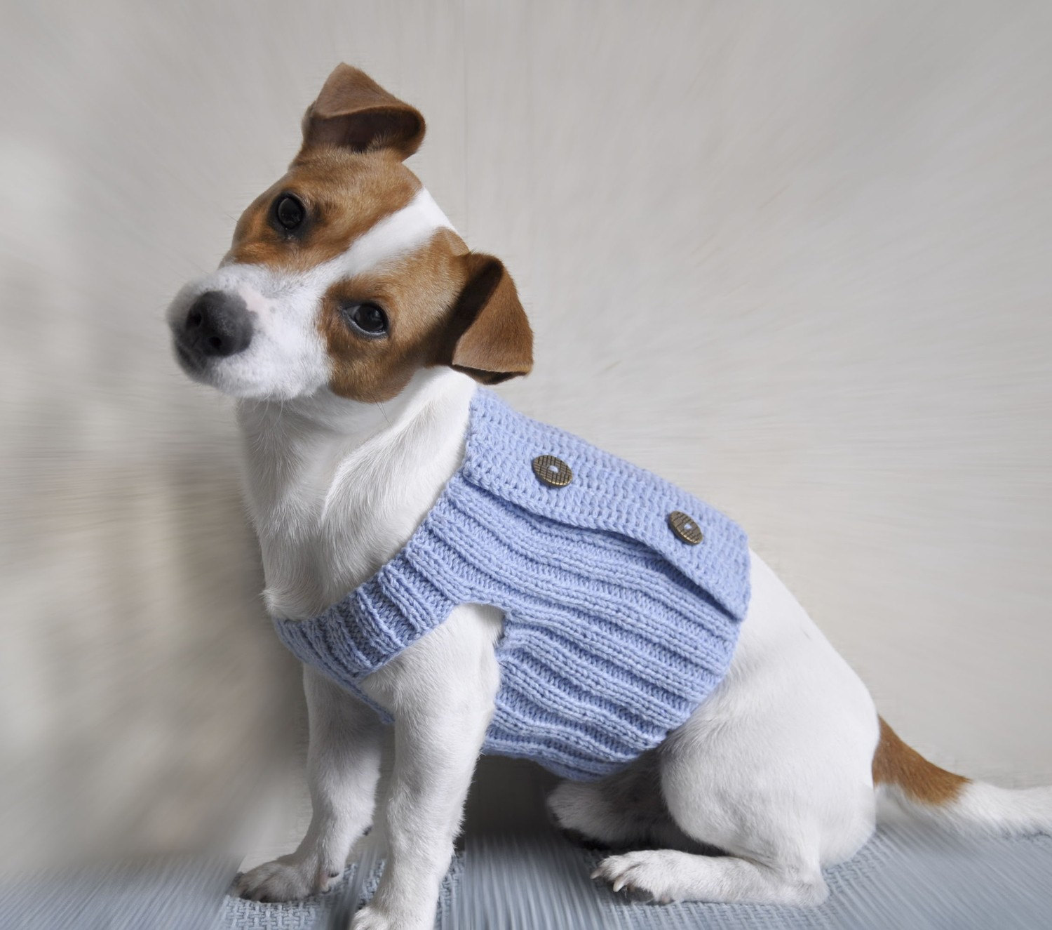 Opponent City going to decide ace de tricotat haine pentru câini de companie