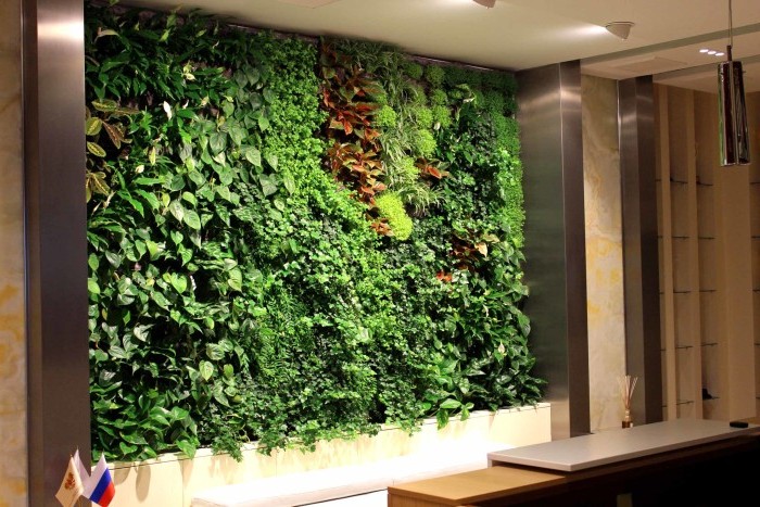 Вертикальне озеленення стін в будинку і квартирі