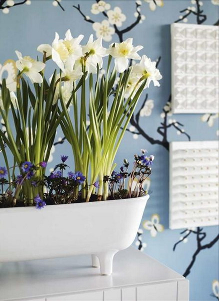 Jarní narcisy lze pěstovat doma kdykoli během roku.