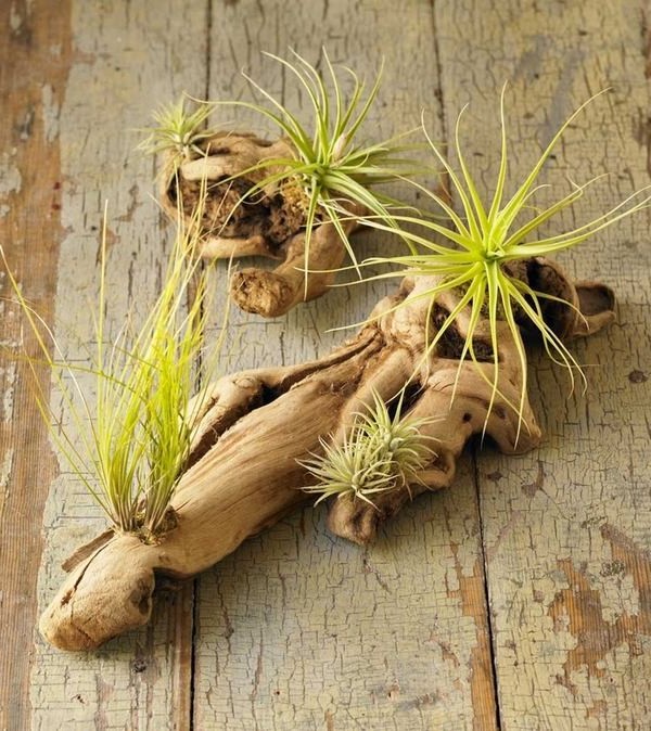 Posadź przewiewne rośliny w starym suchym drewnie driftowym - uzyskaj oryginalny wystrój domu