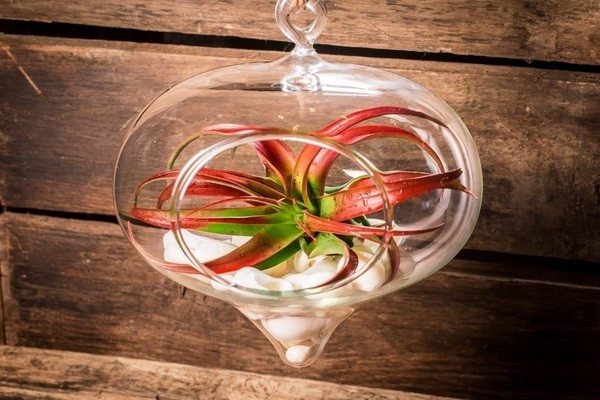 Rood-groene luchtfoto plant in een glazen container