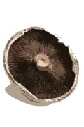 mushroom cap