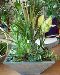 The container will help to collect various plants in one place