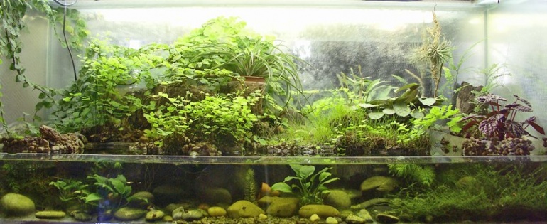 Polludarium is a miniature swamp biotope