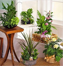 Using the container in the apartment you can organize a mini-garden